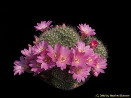 Rebutia xanthocarpa DH398 1780